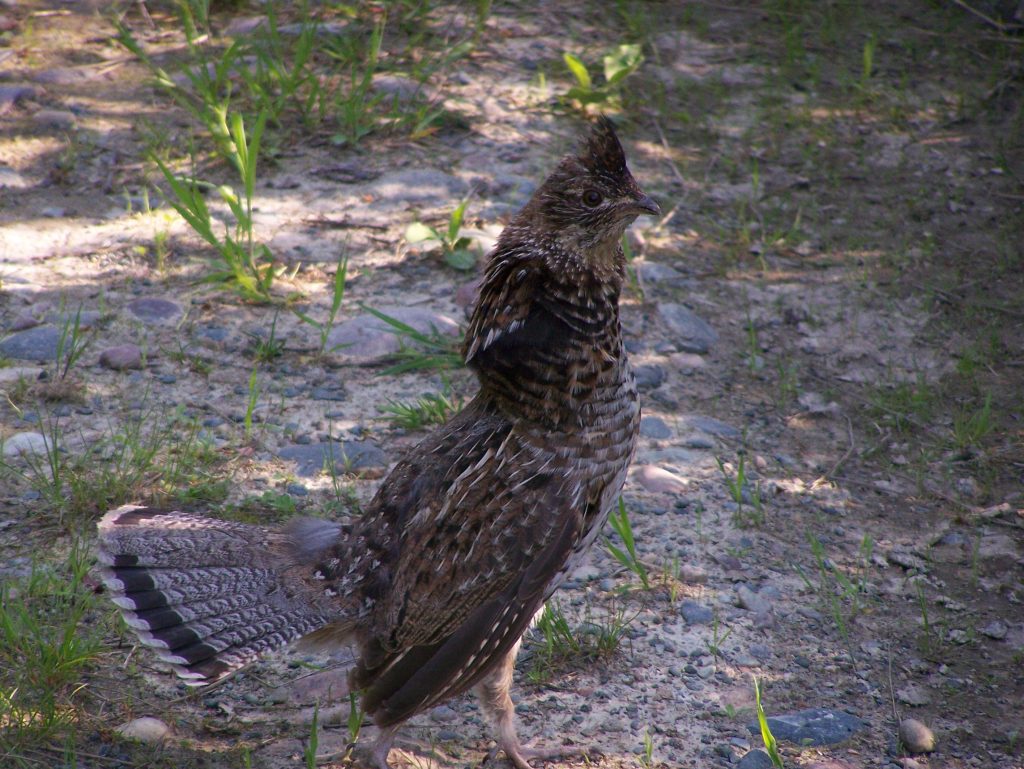 Never flushed a Ruffed Grouse? Here's the play-by-play